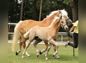 Haflinger, Hengst, veulen (05/2024), 150 cm, Vos