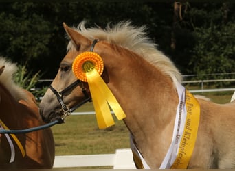 Haflinger, Hengst, veulen (05/2024), 150 cm, Vos