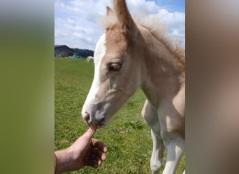 Haflinger, Hengst, Veulen (04/2025), 151 cm, Vos
