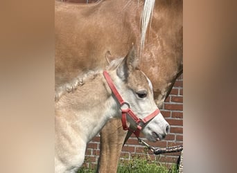 Haflinger, Hengst, , 152 cm, Vos