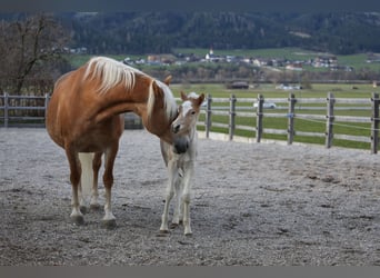 Haflinger, Hengst, Veulen (03/2026), 152 cm, Vos