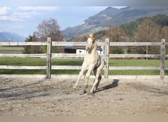 Haflinger, Hengst, Veulen (03/2026), 152 cm, Vos