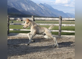 Haflinger, Hengst, Veulen (03/2026), 152 cm, Vos