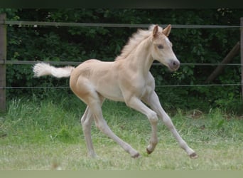 Haflinger, Hengst, Veulen (03/2025), 152 cm, Vos