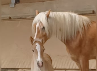 Haflinger, Hengst, veulen (04/2024), 153 cm, Vos