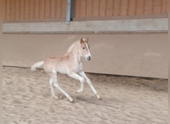 Haflinger, Hengst, veulen (04/2024), 153 cm, Vos