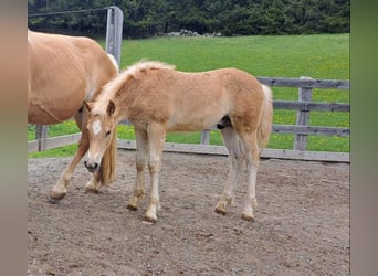 Haflinger, Hengst, veulen (02/2023), 153 cm, Vos