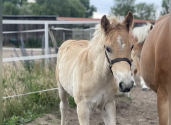 Haflinger, Hengst, veulen (04/2024), 154 cm