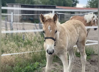 Haflinger, Hengst, veulen (04/2024), 154 cm