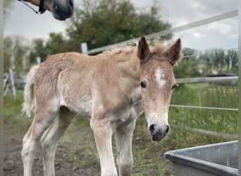 Haflinger, Hengst, veulen (04/2024), 154 cm