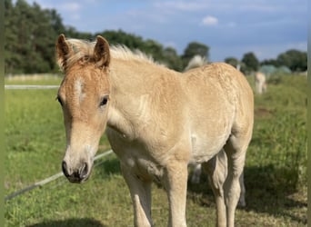 Haflinger, Hengst, veulen (04/2024), 154 cm