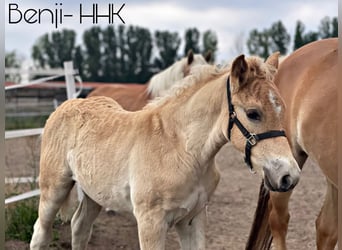 Haflinger, Hengst, veulen (04/2024), 154 cm