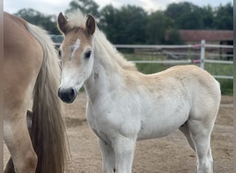 Haflinger, Hengst, veulen (05/2024), 154 cm