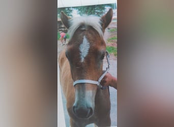 Haflinger, Hengst, veulen (03/2023), 155 cm