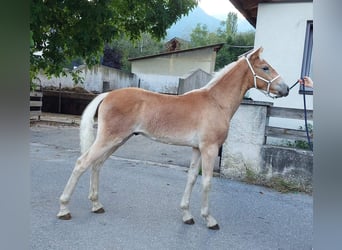 Haflinger, Hengst, veulen (03/2023), 155 cm