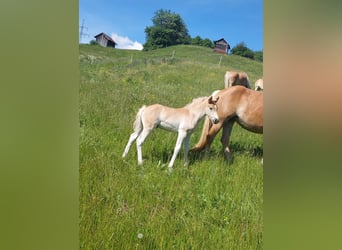 Haflinger, Hengst, veulen (03/2024), 155 cm