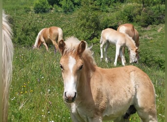 Haflinger, Hengst, veulen (03/2024), 155 cm