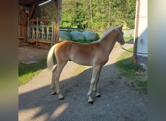 Haflinger, Hengst, veulen (03/2023), 155 cm