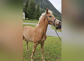 Haflinger, Hengst, Veulen (03/2026), 155 cm, Vos