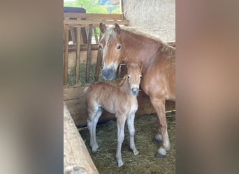 Haflinger, Hengst, veulen (05/2024), Donkere-vos