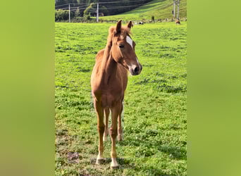 Haflinger Mix, Hengst, Veulen (04/2025), Donkere-vos