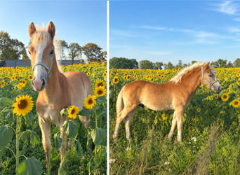 Haflinger, Hengst, Veulen (04/2026)