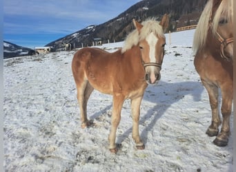 Haflinger, Hengst, Veulen (01/2025)