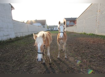 Haflinger, Hengst, 