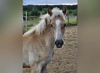 Haflinger, Hengst, veulen (03/2024)