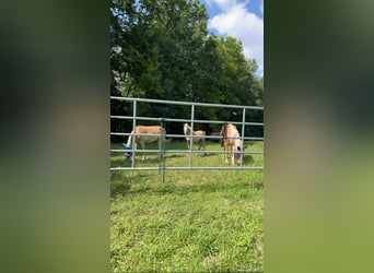 Haflinger, Hengst, veulen (04/2024), Lichtbruin