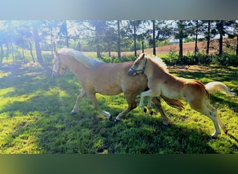 Haflinger, Hengst, veulen (03/2024)