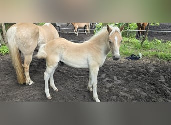 Haflinger, Hengst, veulen (03/2024)