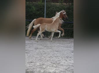 Haflinger, Hengst, Veulen (04/2026), Vos