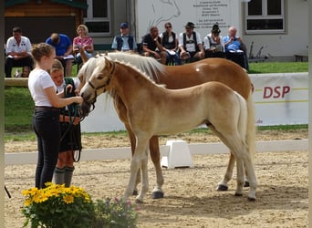 Haflinger, Hengst, veulen (04/2023), Vos
