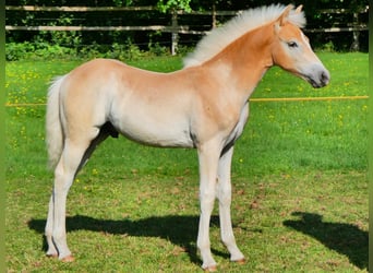Haflinger, Hengst, Veulen (04/2025), Vos