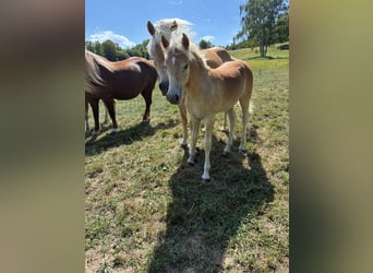 Haflinger, Hengst, Veulen (04/2026), Vos