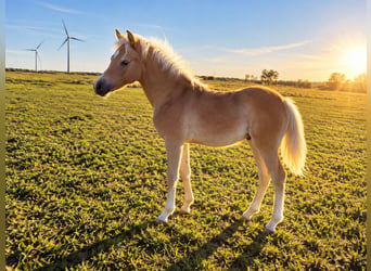 Haflinger, Hengst, Veulen (04/2026), Vos