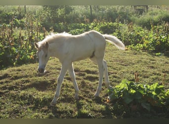 Haflinger, Hengst, , Vos