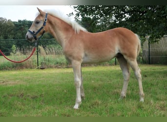 Haflinger, Hengst, veulen (04/2023), Vos