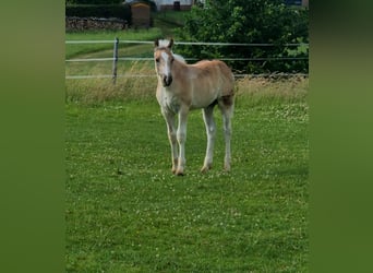 Haflinger, Hengst, , Vos