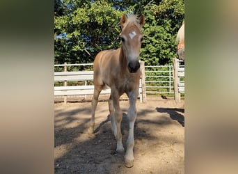 Haflinger, Hengst, Veulen (04/2025), Vos