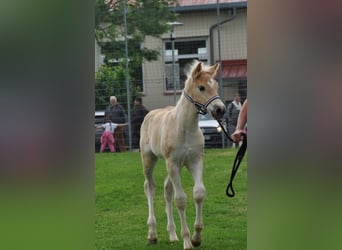 Haflinger, Hengst, Veulen (04/2025), Vos
