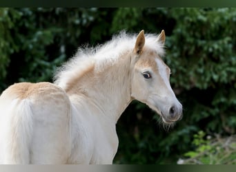 Haflinger, Hengst, Veulen (04/2026), Vos