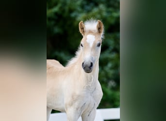 Haflinger, Hengst, Veulen (05/2026), Vos