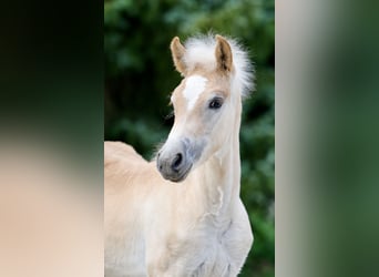 Haflinger, Hengst, Veulen (05/2026), Vos