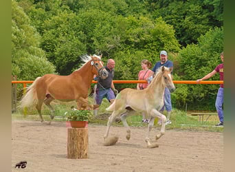Haflinger, Hengst, Veulen (04/2025), Vos