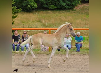 Haflinger, Hengst, Veulen (04/2025), Vos