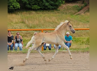 Haflinger, Hengst, Veulen (04/2025), Vos