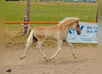 Haflinger, Hengst, Veulen (04/2025), Vos