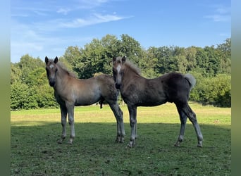 Haflinger Mix, Hengst, Fohlen (05/2024), Fuchs